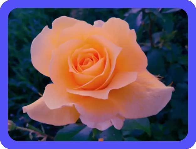 Trust and Kindness: The Cornerstones of a Healthy Relationship